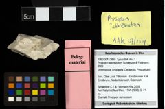 Foto (Objekt + Etiketten) von Prosopon abbreviatum (Schweitzer & Feldmann, 2009) 